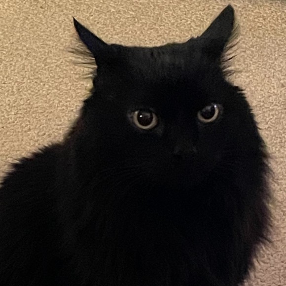 Meet your Posher, Liz - Picture 1 of 1